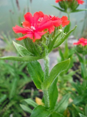 Brennende Liebe - Lychnis chalcedonica.jpg