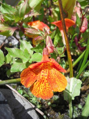 Garten-Gauklerblume - Mimulus hybridus 'Orange Glow'_1.jpg