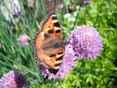 Schnitt-Lauch - Allium schoenoprasum_3.jpg