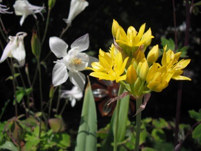 Pyrenäen-Gold-Lauch - Allium moly.jpg