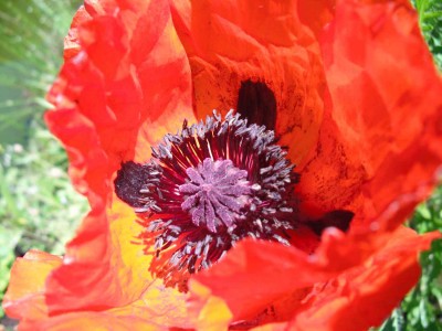Orientalischer Garten Mohn - Papaver orientale 'Brillant'_3.jpg