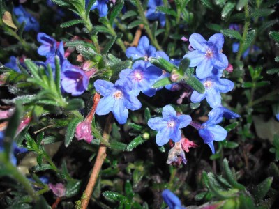 Heimischer Steinsame - Buglossoides purpurocaerulea.jpg