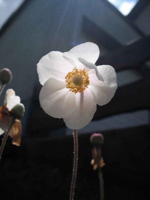 Großes Wald-Windröschen - Anemone sylvestris.jpg