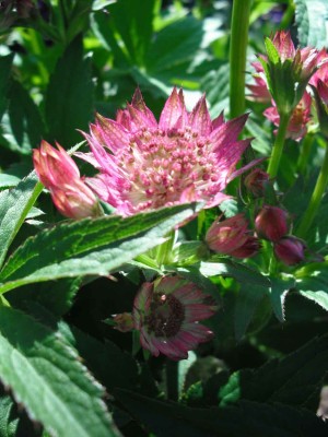 Große Sterndolde - Astrantia major 'Claret'_2.jpg