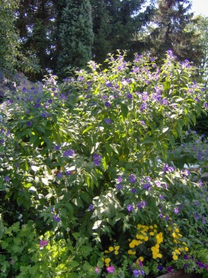 Kartoffel voll auf.jpg