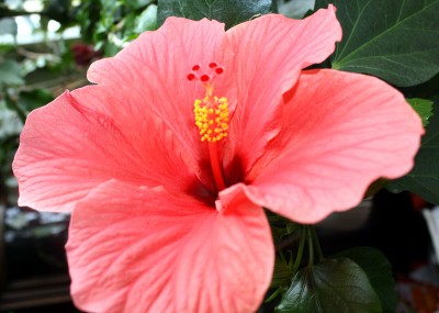 Hibiblüte frontal_2950.jpg