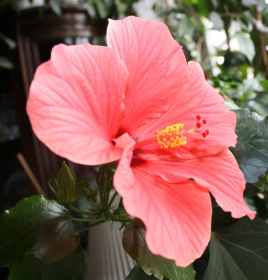 IMG kl_2951.jpg
