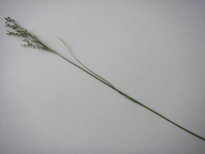 IMGP1102.jpg