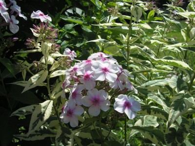 PHLOX.JPG