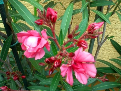 Oleander.JPG
