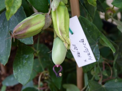 star of clevedon x avalanche frucht.jpg