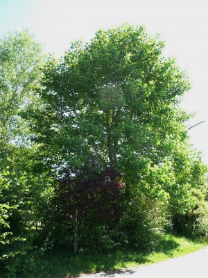 2011-06-07 10-08-55 - 0056aaa.jpg