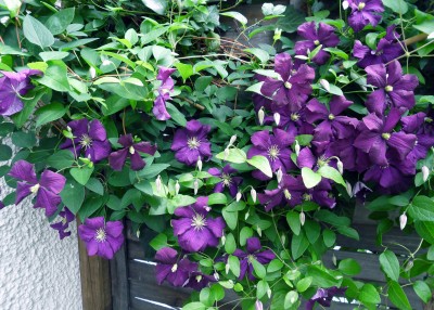 Clematis.jpg
