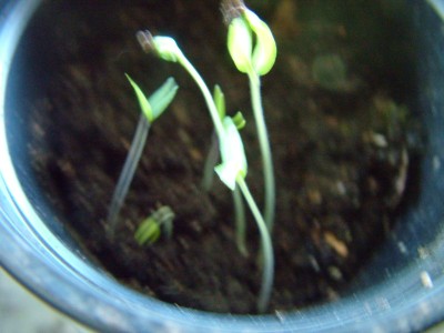 DSCF2320.JPG