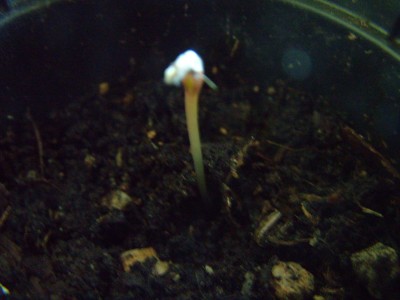 DSCF2319.JPG