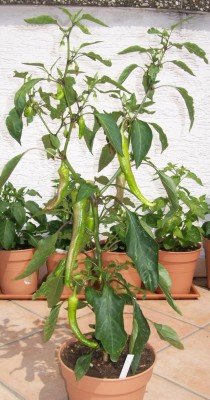 Chili1_10.06.11.jpg