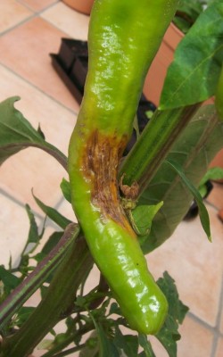 Chili_Schaden_10.06.11.jpg