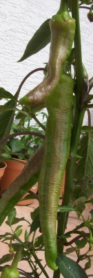 Chili1_Frucht_10.06.11.jpg