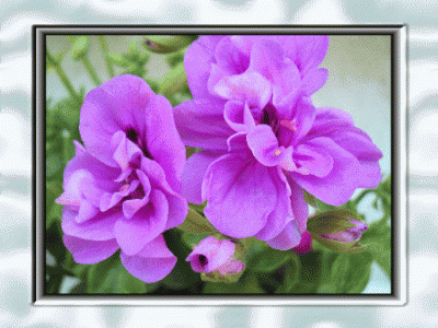 Cotta Amethyst.gif