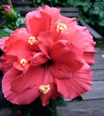Hibiskus.jpg