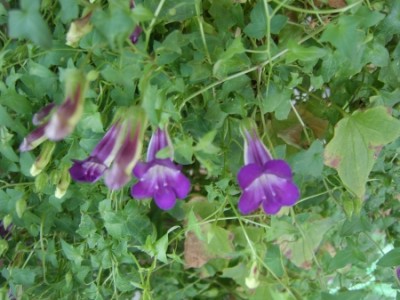 1298_1162805911_blaue Ranke 010a.jpg