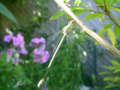 enzianstrauch 009.JPG