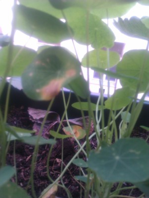 IMAG0251.jpg