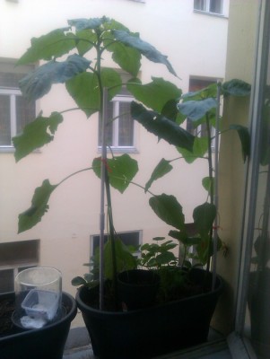 IMAG0250.jpg