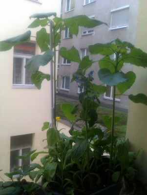 IMAG0246.jpg