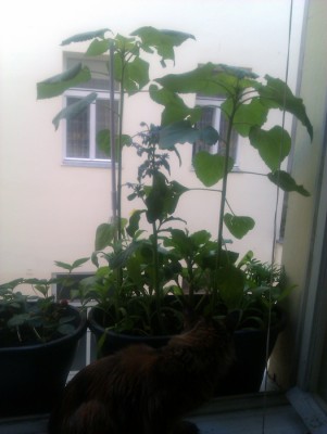 IMAG0245.jpg