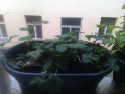IMAG0244.jpg