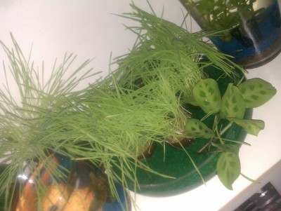 IMAG0259.jpg