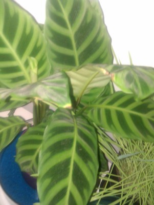 IMAG0258.jpg