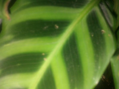 IMAG0257.jpg