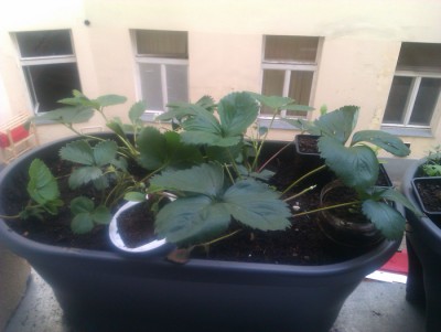 IMAG0254.jpg