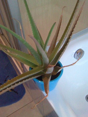 Aloe Vera trocknet an den Spitzen aus · Tipps & Tricks · GREEN24 Pflanzen &  Garten Forum