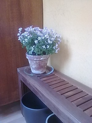 Pelargonie..Bild für annewenk.JPG
