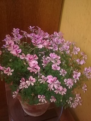 Pelargonie....JPG