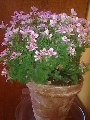 Pelargonie...JPG