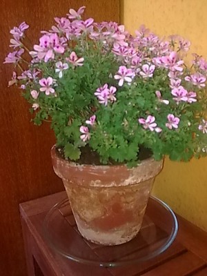 Pelargonie.JPG