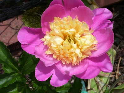 Paeonia.jpg