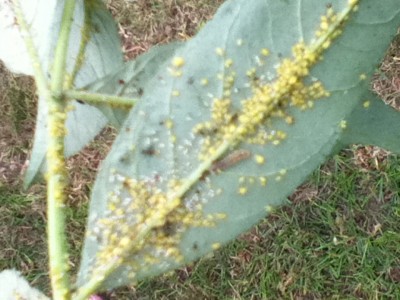 Schädlingsbefall Flieder 012.jpg