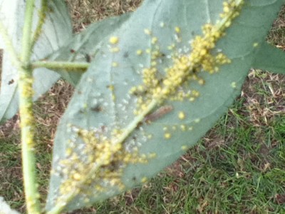 Schädlingsbefall Flieder 011.jpg