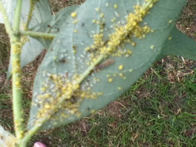 Schädlingsbefall Flieder 010.jpg