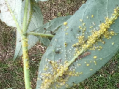 Schädlingsbefall Flieder 009.jpg