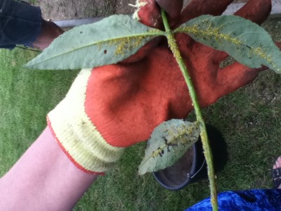 Schädlingsbefall Flieder 004.jpg