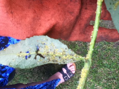 Schädlingsbefall Flieder 003.jpg