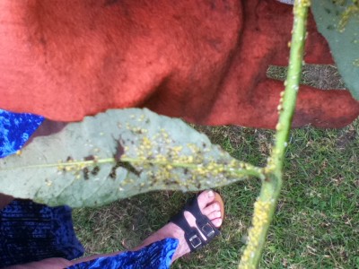 Schädlingsbefall Flieder 002.jpg