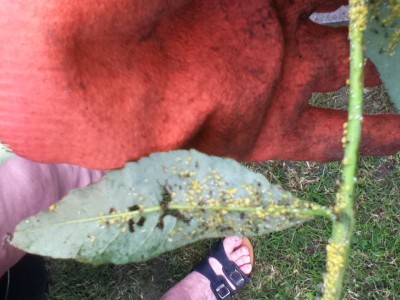 Schädlingsbefall Flieder 001.jpg