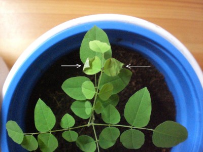 Sternfrucht2,5 - TrockeneTeilblättchen.JPG